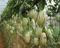 Những giống trái cây nhập ngoại “gây sốt” trồng ở Đà Lạt